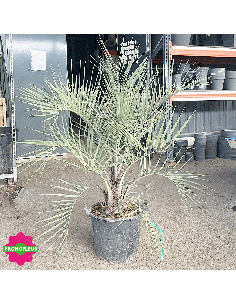 Palmier Butia Capitata Hauteur 100 cm Stipe 10/30 cm - Promofleur