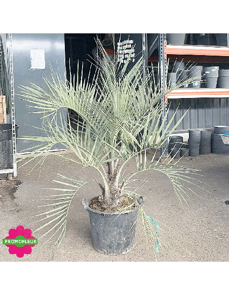 Palmier Butia Capitata Hauteur 100 cm Stipe 10/30 cm - Promofleur