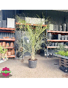 Palmier Butia Capitata Hauteur 225 cm Stipe 25/50 cm