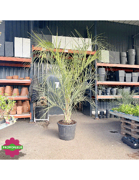 Palmier Butia Capitata Hauteur 225 cm Stipe 25/50 cm