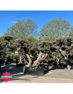 Olivier plateau T48 hauteur 250 cm feuillage taillé en nuage - Promofleur