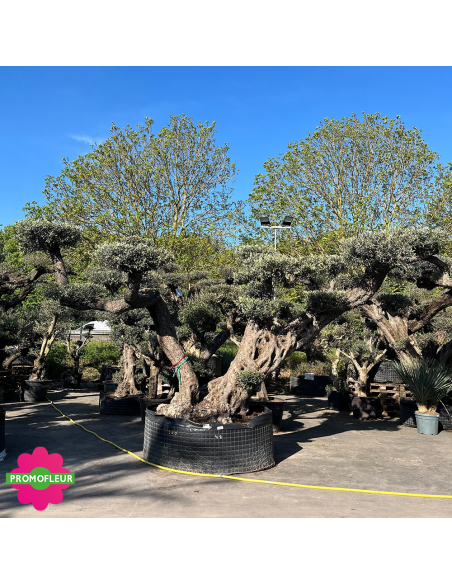 Olivier plateau T48 hauteur 250 cm feuillage taillé en nuage - Promofleur