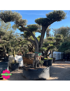 Olivier plateau T14 hauteur 250 cm feuillage taillé en nuage - Promofleur