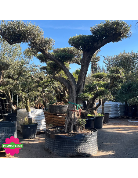 Olivier plateau T14 hauteur 250 cm feuillage taillé en nuage - Promofleur