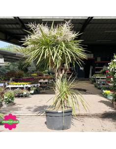 Cordyline australis Multi-troncs Hauteur 200 cm - Promofleur (1)