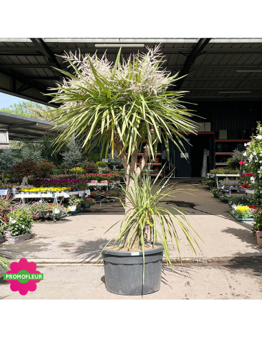 Cordyline australis Multi-troncs Hauteur 200 cm - Promofleur (1)