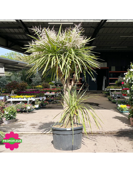 Cordyline australis Multi-troncs Hauteur 200 cm - Promofleur (1)