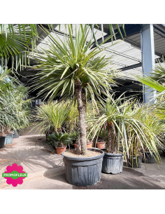 Cordyline australis Multi-troncs Hauteur 200 cm - Promofleur (1) 2