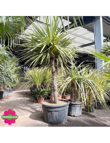Cordyline australis Multi-troncs Hauteur 200 cm - Promofleur (2)