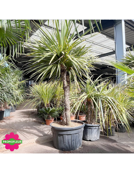 Cordyline australis Multi-troncs Hauteur 200 cm - Promofleur (2)
