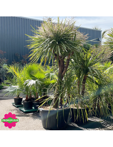 Cordyline australis Multi-troncs Hauteur 200 cm - Promofleur (3)