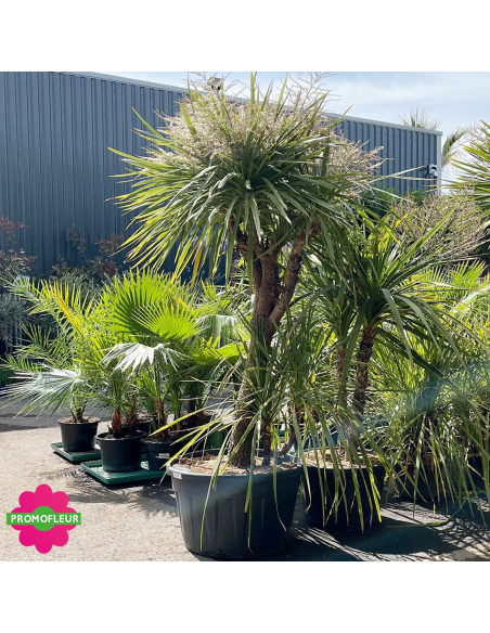 Cordyline australis Multi-troncs Hauteur 200 cm - Promofleur (3)