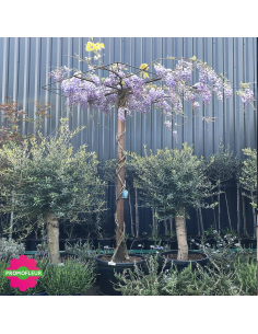 Wisteria sinensis 'Prolific' Toit Hauteur 200 cm - Promofleur (1)