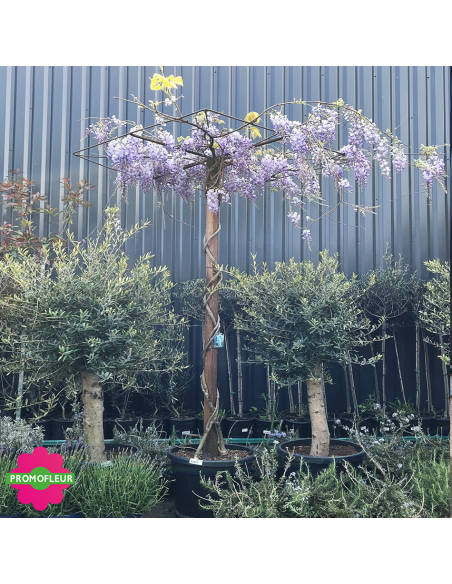 Wisteria sinensis 'Prolific' Toit Hauteur 200 cm - Promofleur (1)