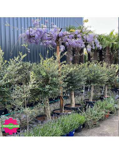 Wisteria sinensis 'Prolific' Toit Hauteur 200 cm - Promofleur (2)