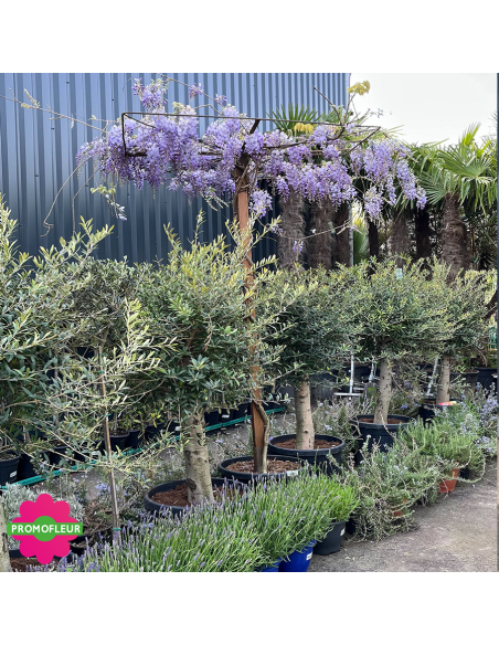 Wisteria sinensis 'Prolific' Toit Hauteur 200 cm - Promofleur (2)