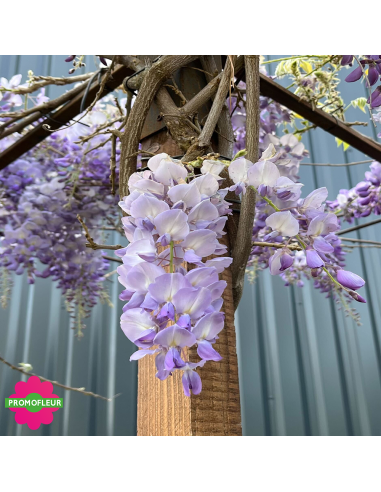 Zoom feuillage Wisteria sinensis 'Prolific' Toit Hauteur 200 cm - Promofleur (1)