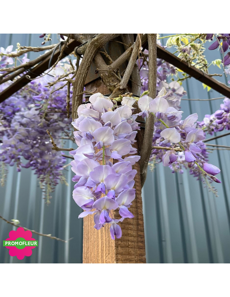 Zoom feuillage Wisteria sinensis 'Prolific' Toit Hauteur 200 cm - Promofleur (1)