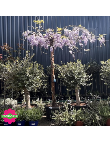 Wisteria sinensis 'Prolific' Toit Hauteur 200 cm - Promofleur (3)