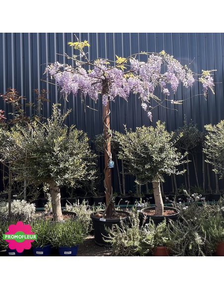 Wisteria sinensis 'Prolific' Toit Hauteur 200 cm - Promofleur (3)