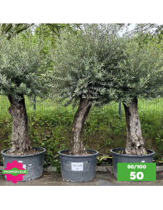Parc d'Oliviers 80 - 100 ans - Promofleur Champagne-sur-Oise