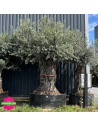 Olivier "Lechin" 200 - 250 ans Hauteur 300 cm feuillage bien dense