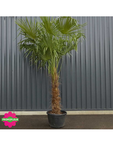 Palmier Trachycarpus Fortunei H.250/300 cm Stipe 140/160 cm