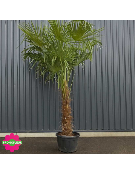 Palmier Trachycarpus Fortunei H.250/300 cm Stipe 140/160 cm