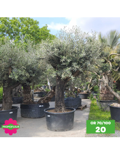 Parc d'oliviers 70 - 100 ans ramifiés Hauteur 200 cm - Promofleur