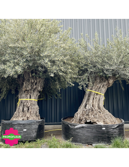 Olivier "Lechin" 150 - 200 ans H.200/250 cm feuillage bien dense - Promofleur (1)