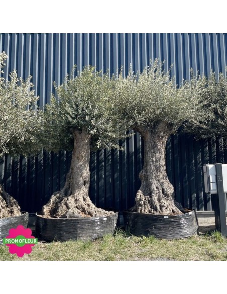 Olivier "Lechin" 120 - 150 ans H.250/300 cm feuillage bien dense - Promofleur Champagne-sur-Oise (2)