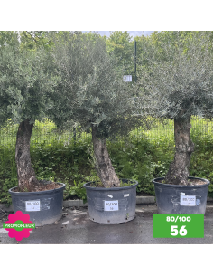 Parc d'Oliviers 80 - 100 ans - Promofleur Champagne-sur-Oise