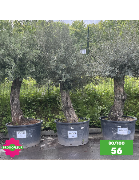Olivier Centenaire 80 - 100 ans - Promofleur - Choix 56
