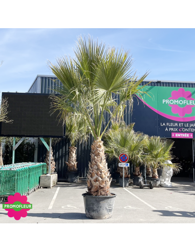 Palmier Washingtonia Filifera Hauteur 250/300 cm - Stipe 130 cm - Promofleur
