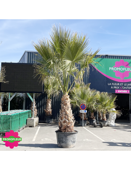 Palmier Washingtonia Filifera Hauteur 250/300 cm - Stipe 130 cm - Promofleur