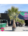 Palmier Washingtonia Filifera Hauteur 250/300 cm - Stipe 120 cm - Promofleur