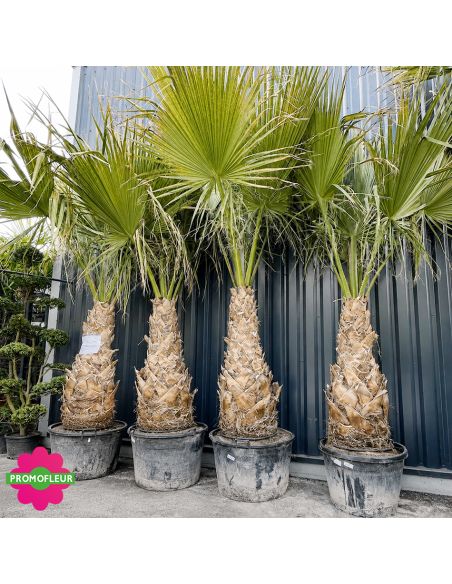 Palmier Washingtonia Filifera Hauteur 250/300 cm - Stipe 130 cm - Promofleur