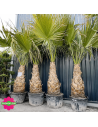 Palmier Washingtonia Filifera Hauteur 250/300 cm - Stipe 130 cm - Promofleur