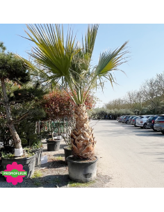 Palmier Washingtonia Filifera Hauteur 250/300 cm - Stipe 140 cm - Promofleur