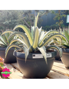 Agave Mediopicta alba 40 L - Promofleur (1)