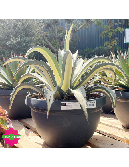 Agave Mediopicta alba 40 L - Promofleur (1)
