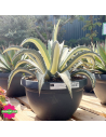 Agave Mediopicta alba 40 L - Promofleur (1)