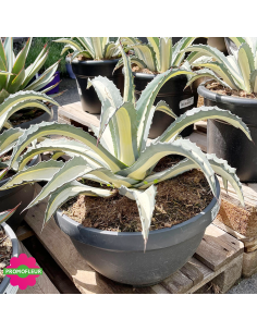 Agave Mediopicta alba 40 L - Promofleur (1) 2