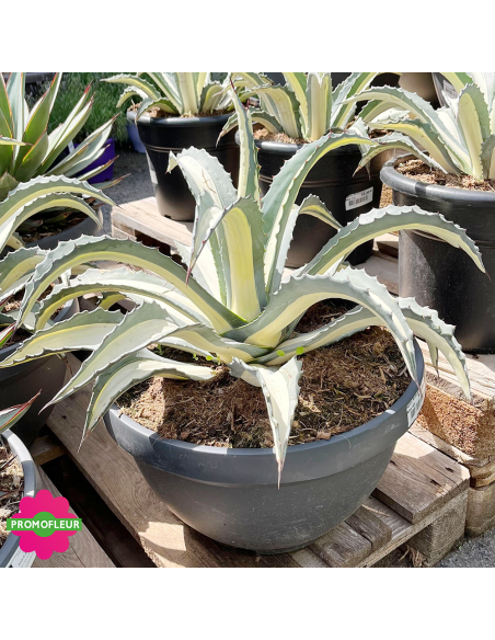 Agave Mediopicta alba 40 L - Promofleur (2)
