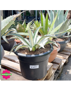 Agave Mediopicta alba 15 L  - Promofleur (2)