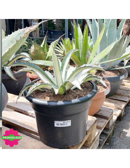 Agave Mediopicta alba 15 L  - Promofleur (2)