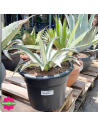 Agave Mediopicta alba 15 L  - Promofleur (2)