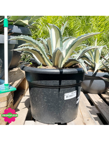 Agave Mediopicta alba 15 L  - Promofleur (1)