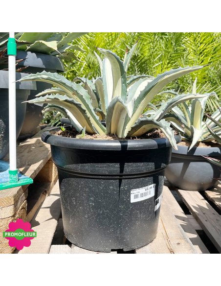 Agave Mediopicta alba 15 L  - Promofleur (1)