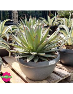 Agave Blue Glow 40 L - Promofleur (1) 2